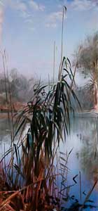 Reed (Schilf)